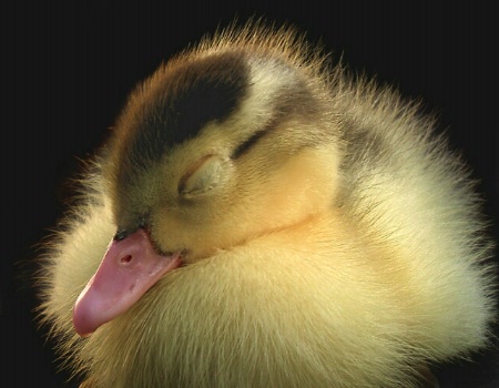 Slumbering Duckling