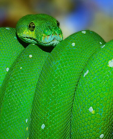 Green Tree Python