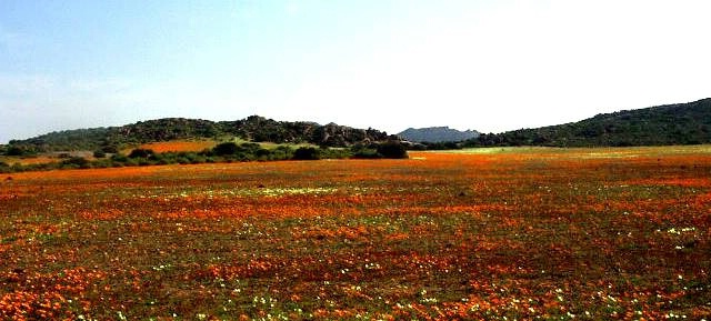 Namaqualand in bloom.