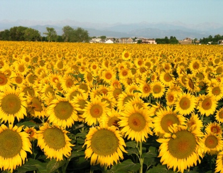 FIELD OF GOLD