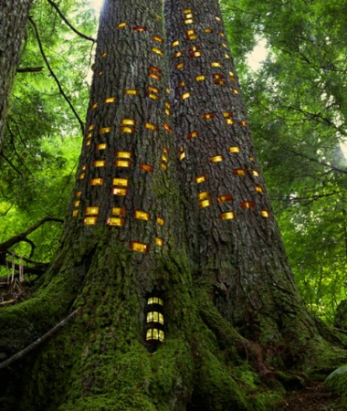 Tree Hotel #2