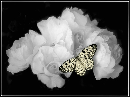 White Roses with Butterfly