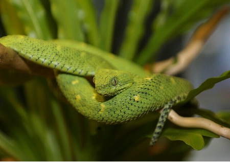 Green Mamba.