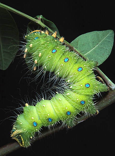 Imperial Moth Caterpillar