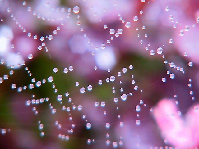 colorful web.