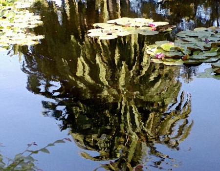 Tree Reflection