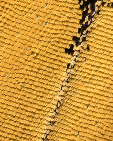 Butterfly Wing Scales