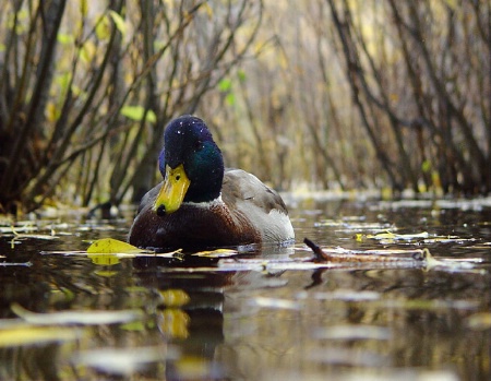 Mr. Mallard