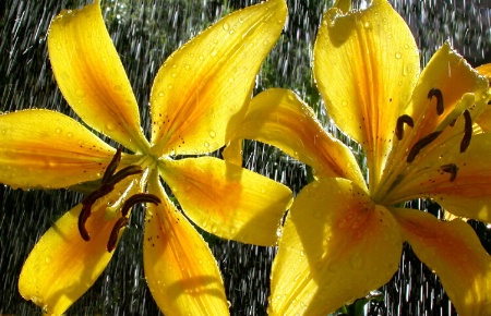 Flowers in the rain (Corrected)
