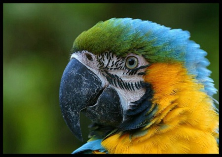 Macaw