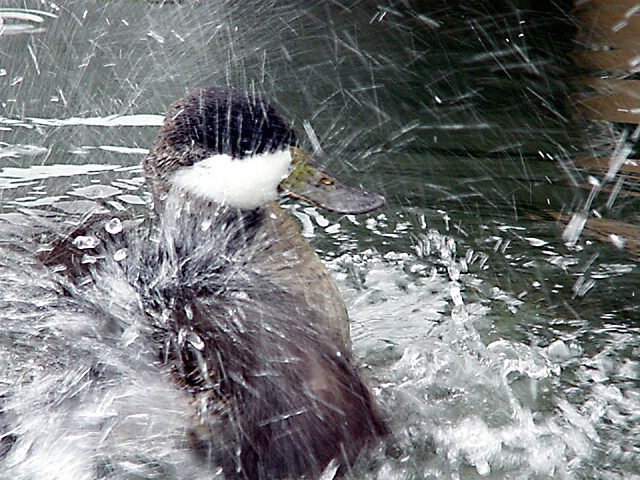 Shower Time