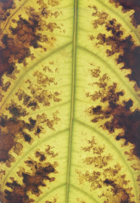 Leaf