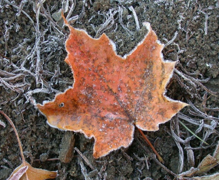 Frost in Fall