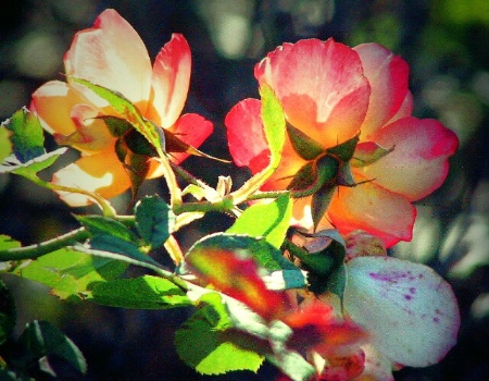 Roses in the sun