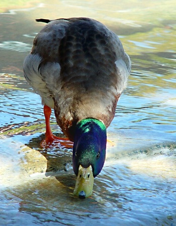A Thirsty Duck