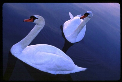 Swans