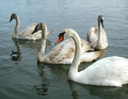 Swans in Sync (almost)