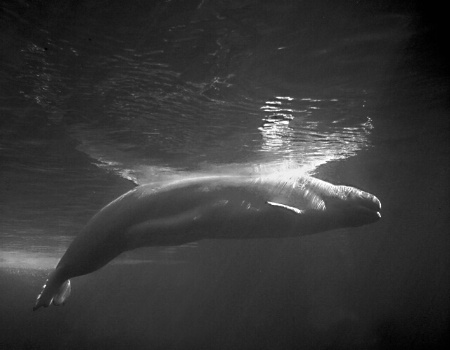 Sunbathing Beluga