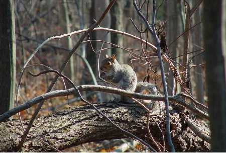 squirrel nutkin