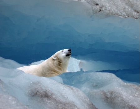 Polar Bear in Glacier Cave