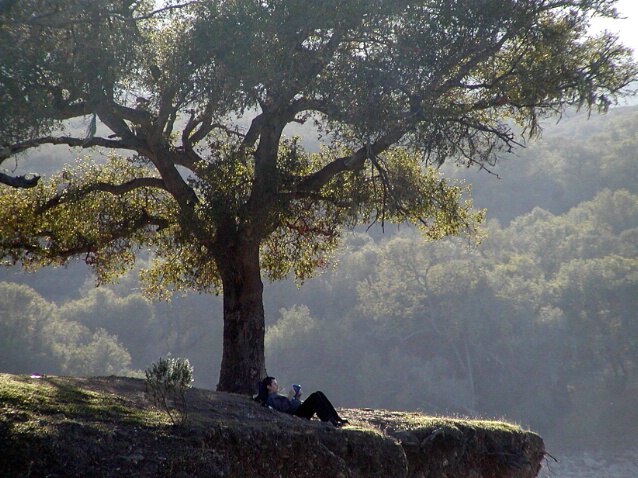 Under the oak...