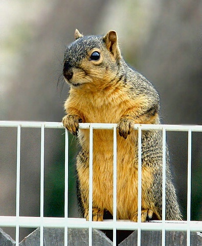 Bank Fence Neighbor