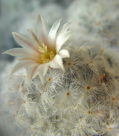 feather cactus