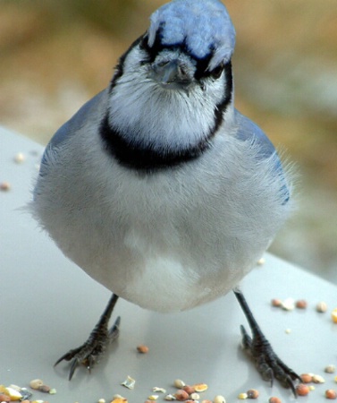 defiant blue jay