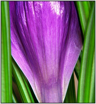 Crocus