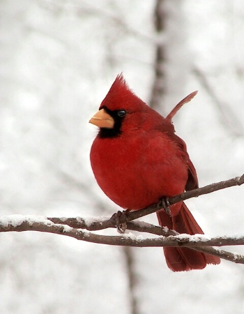 Male Cardinal