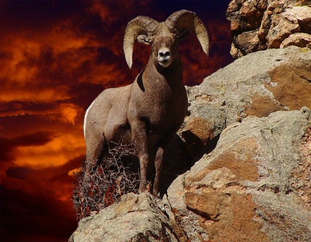 A Bighorn Sky Of Dreams