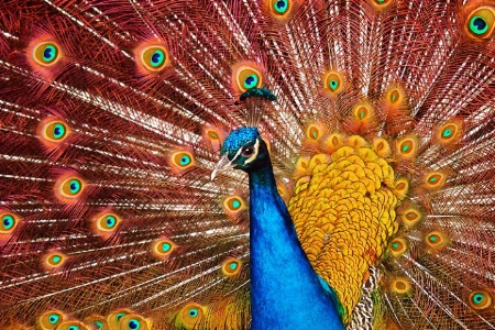 Peacock  display