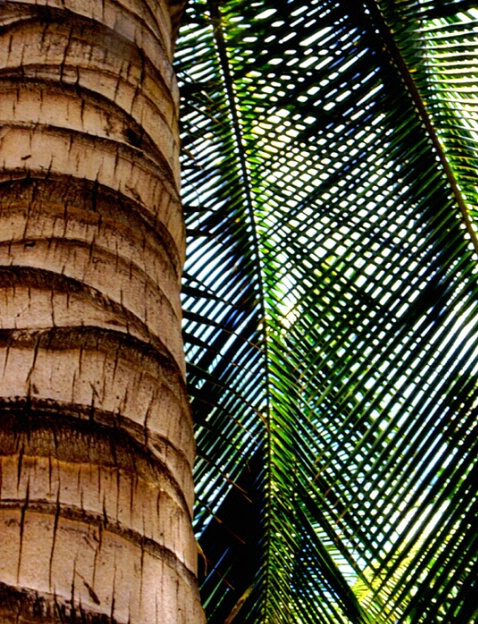 Palm Artistree