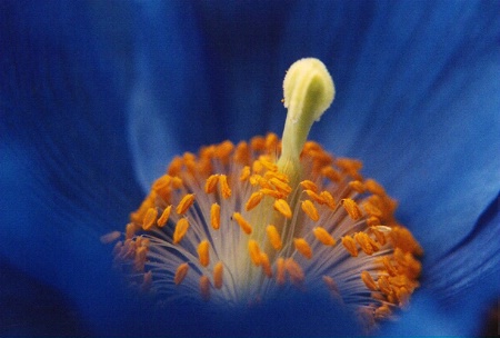 Blue Poppy .....  Up Close