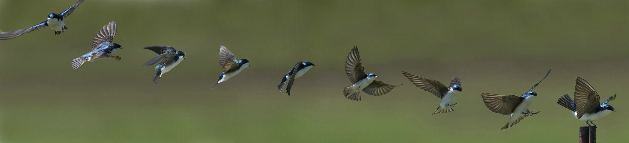 Tree swallow landing