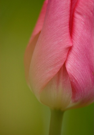 Tulip texture