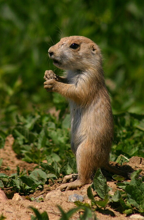 Juvenile Prairie Dog