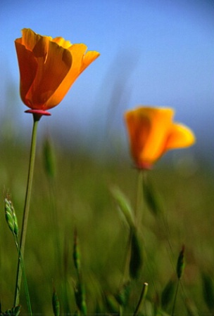 ~golden poppies~