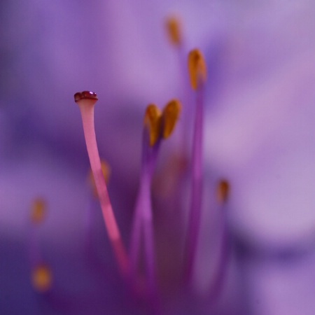 azalea in blue