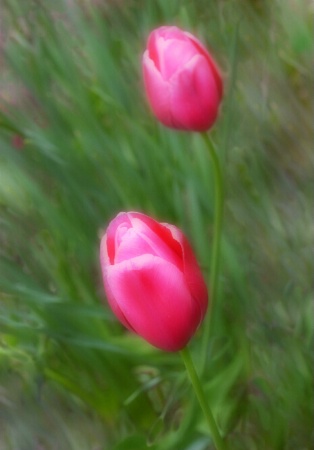 two tulips