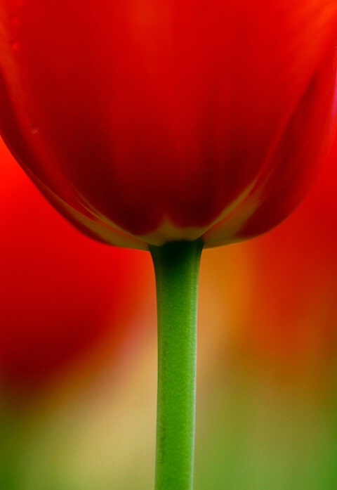 Red Top