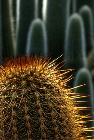 Copper Cacti