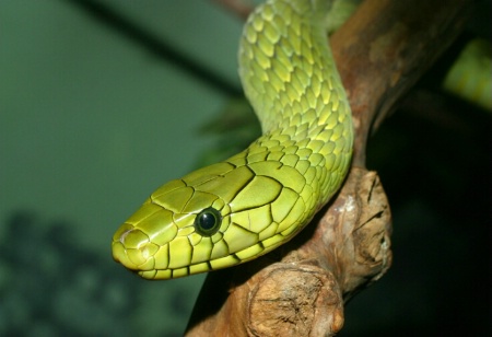 "Allure of the Green Mamba"