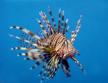 Lionfish