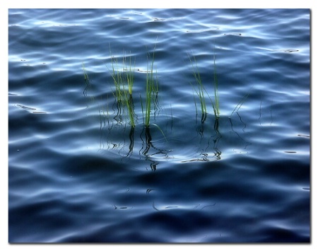 Reeds