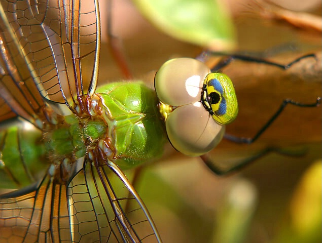 Green Darner