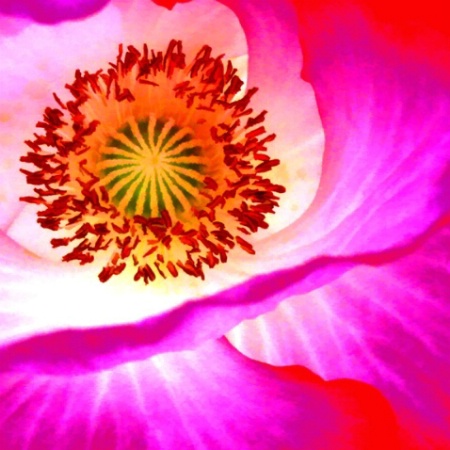 Red Poppy ..Back Lit