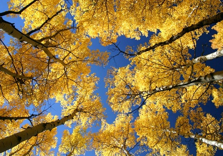 Golden Aspens Above