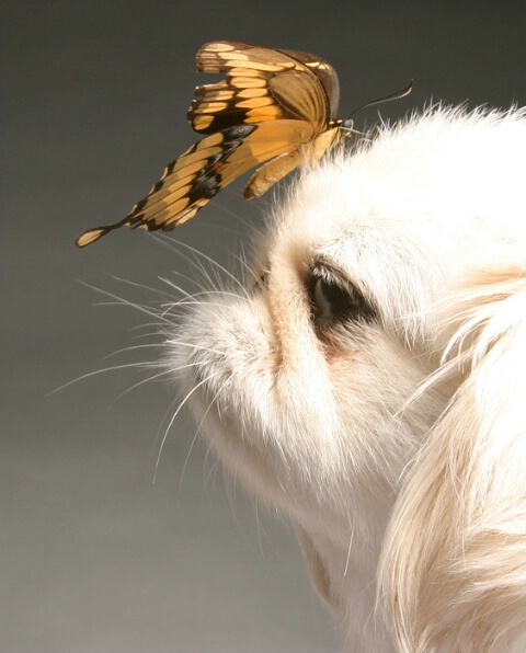 dog and buterfly