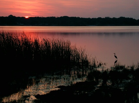 Egrets